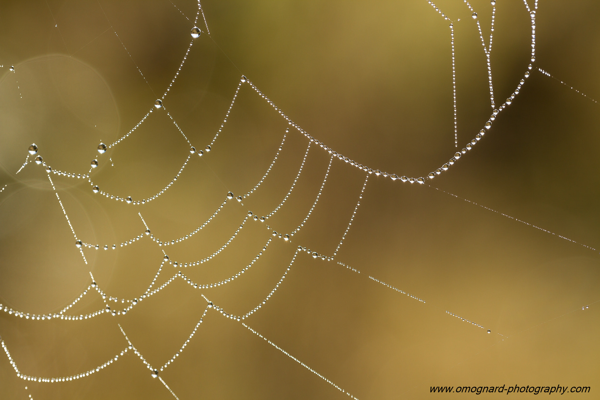 Canon EOS 7D + Canon EF 100mm F2.8L Macro IS USM sample photo. A spider's necklace photography