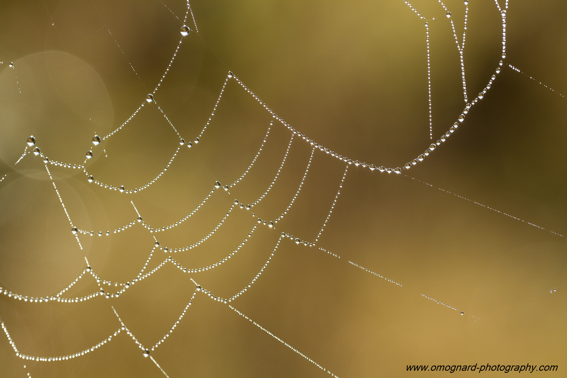Canon EF 100mm F2.8L Macro IS USM sample photo. A spider's necklace photography