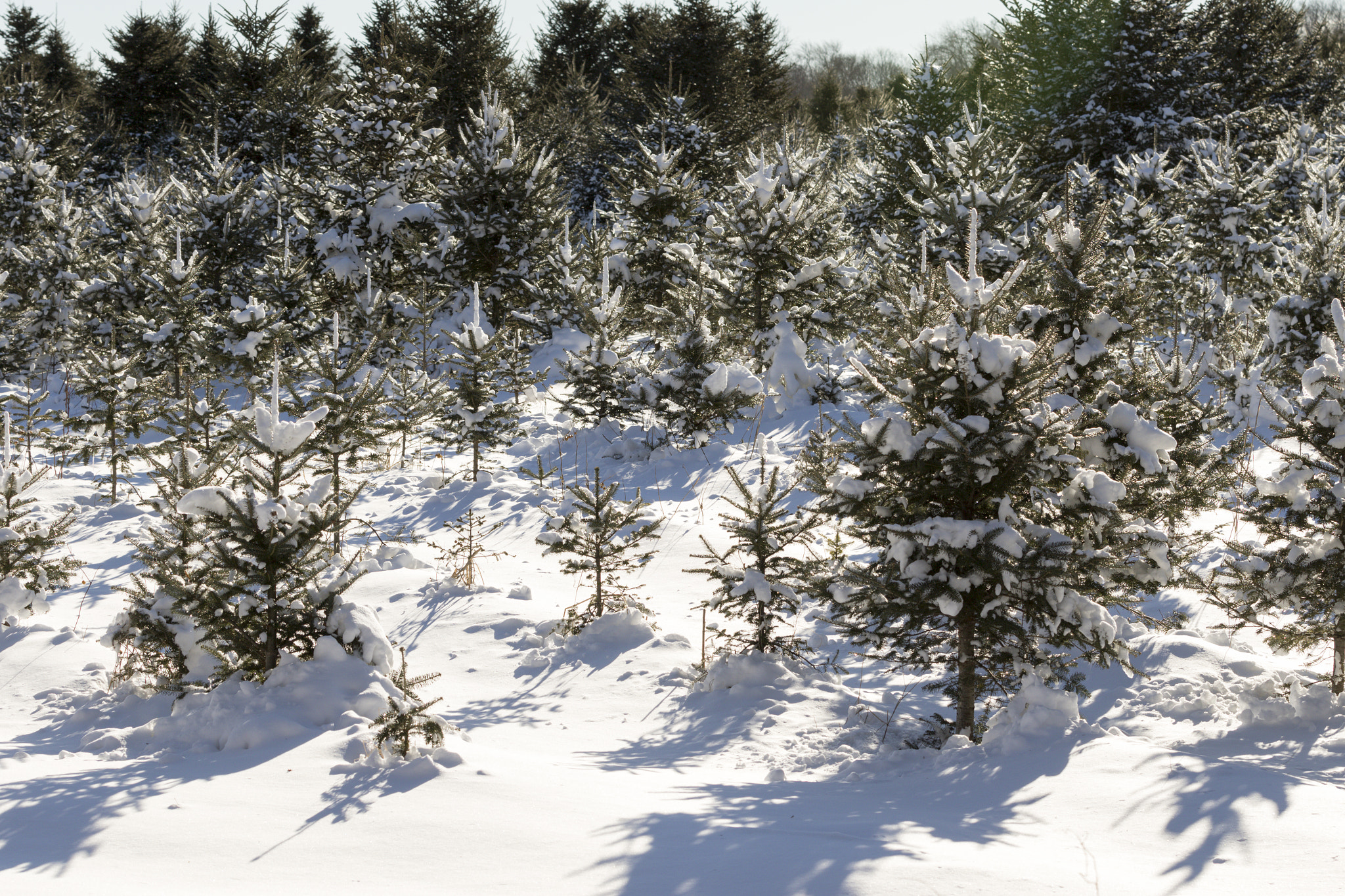 Canon EF 70-200mm F2.8L IS II USM sample photo. Christmas tree forest. photography