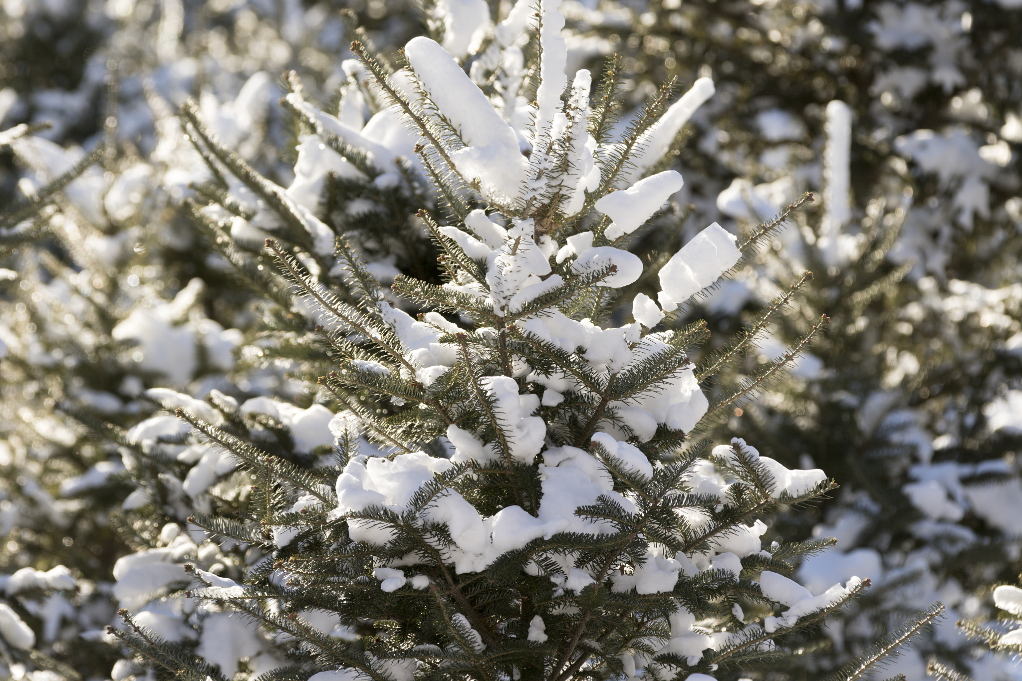 Canon EF 70-200mm F2.8L IS II USM sample photo. Christmas tree forest. photography