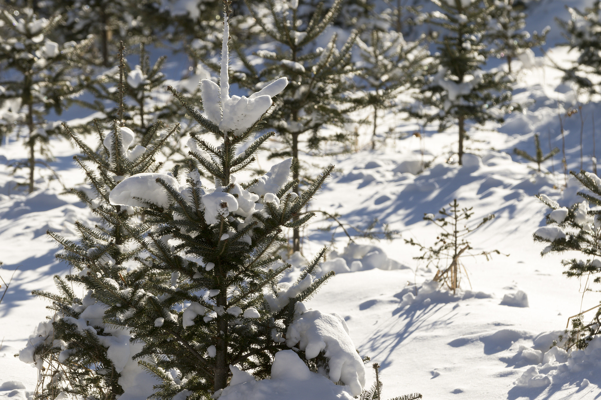 Canon EOS 7D Mark II sample photo. Christmas tree forest. photography