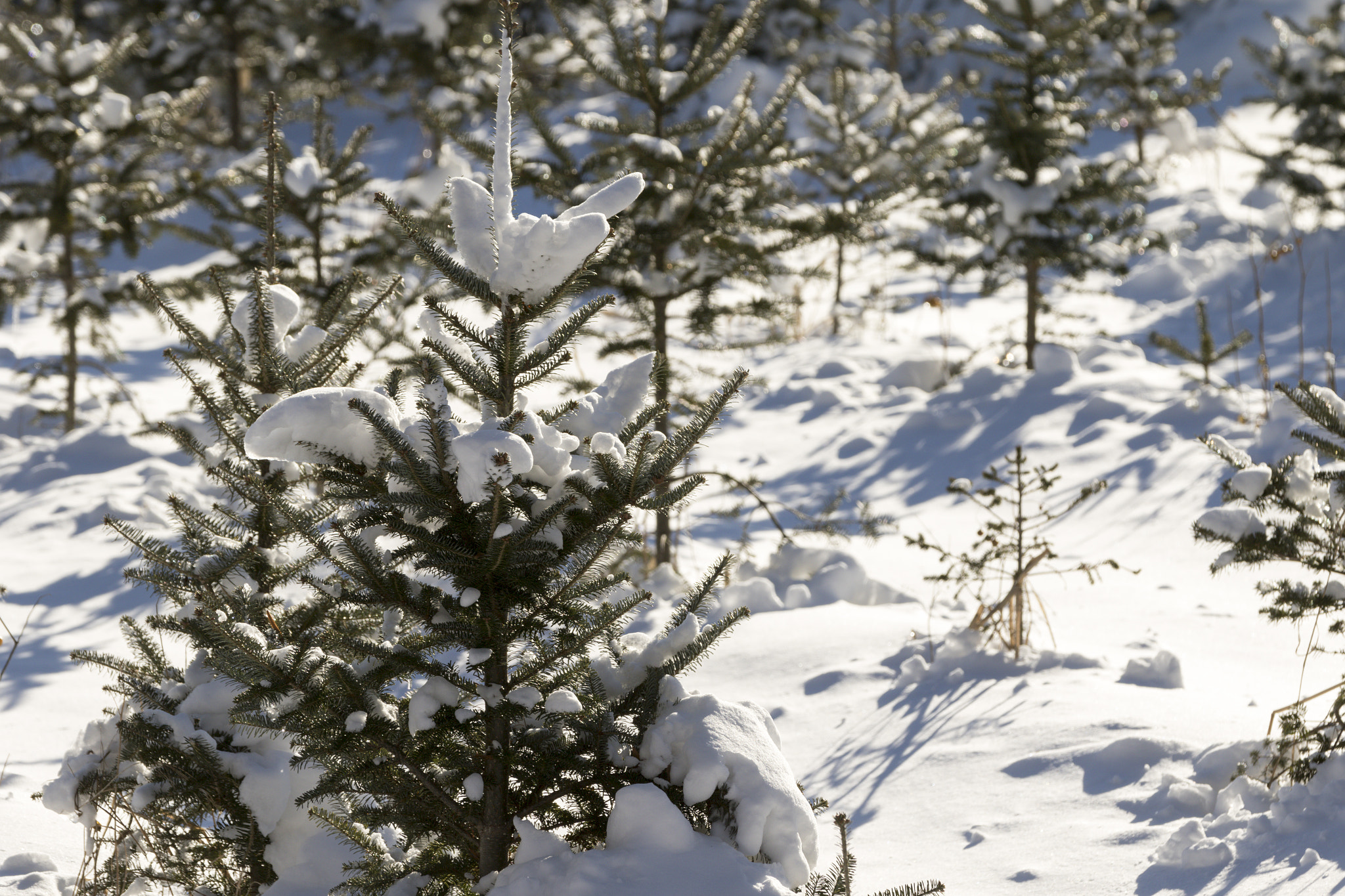 Canon EF 70-200mm F2.8L IS II USM sample photo. Christmas tree forest. photography