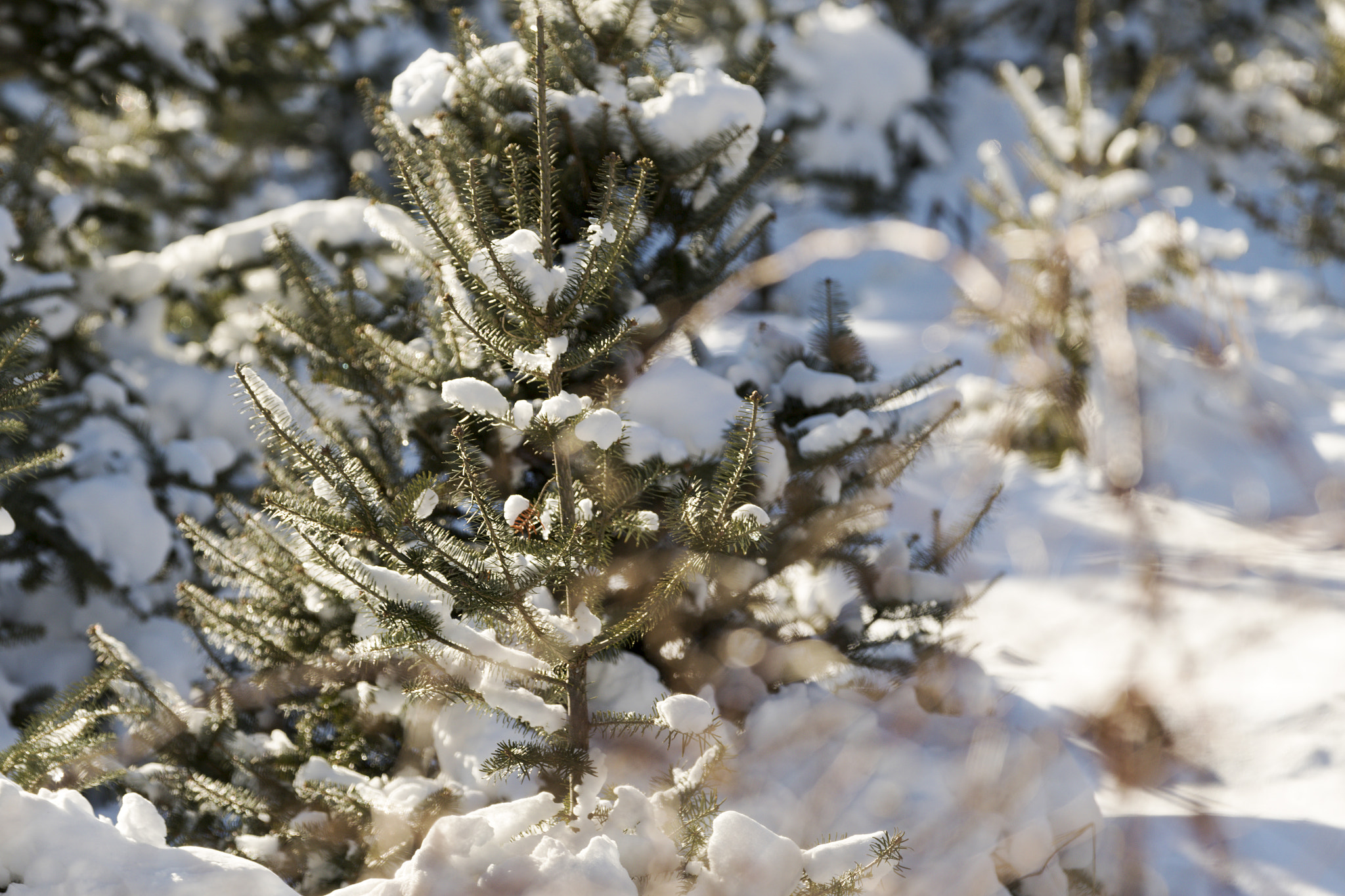 Canon EF 70-200mm F2.8L IS II USM sample photo. Christmas tree forest. photography