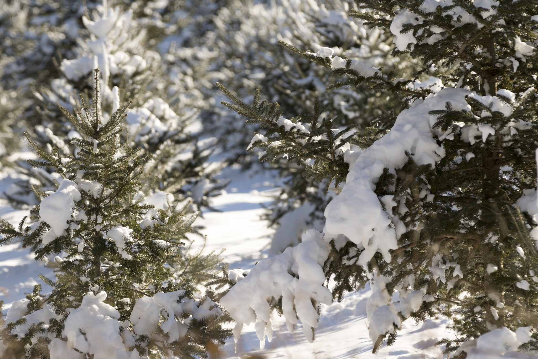 Canon EF 70-200mm F2.8L IS II USM sample photo. Christmas tree forest. photography