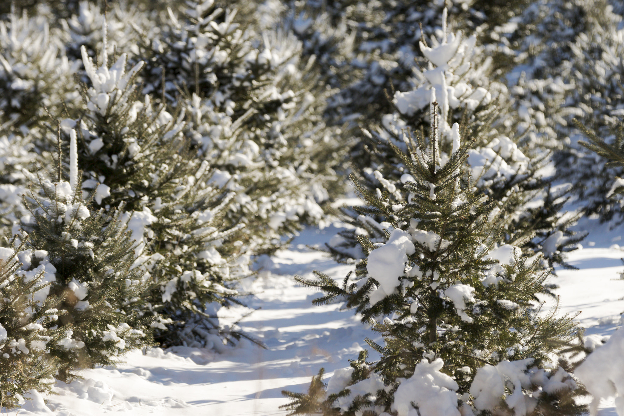 Canon EF 70-200mm F2.8L IS II USM sample photo. Christmas tree forest. photography