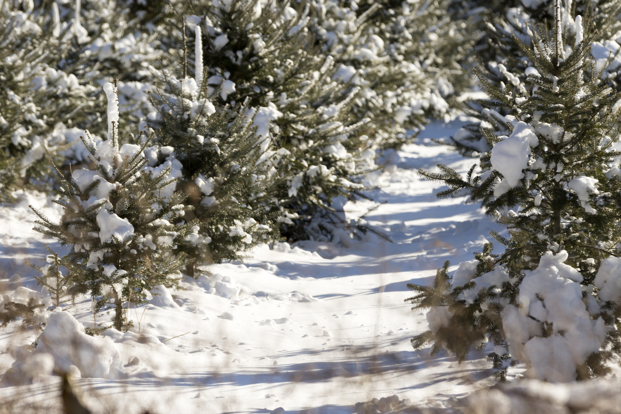 Canon EF 70-200mm F2.8L IS II USM sample photo. Christmas tree forest. photography