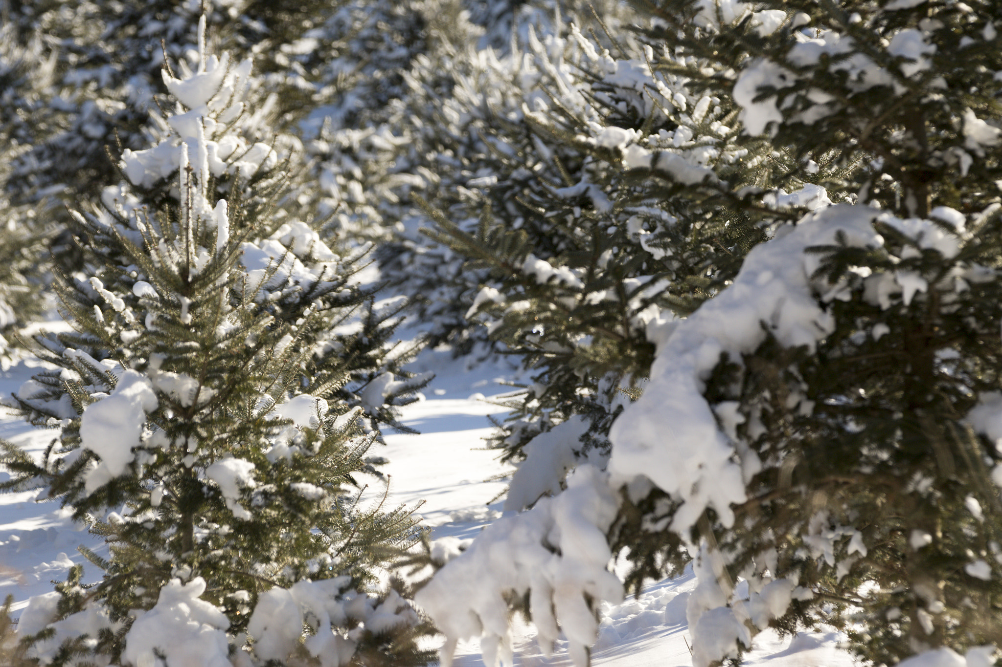 Canon EF 70-200mm F2.8L IS II USM sample photo. Christmas tree forest. photography