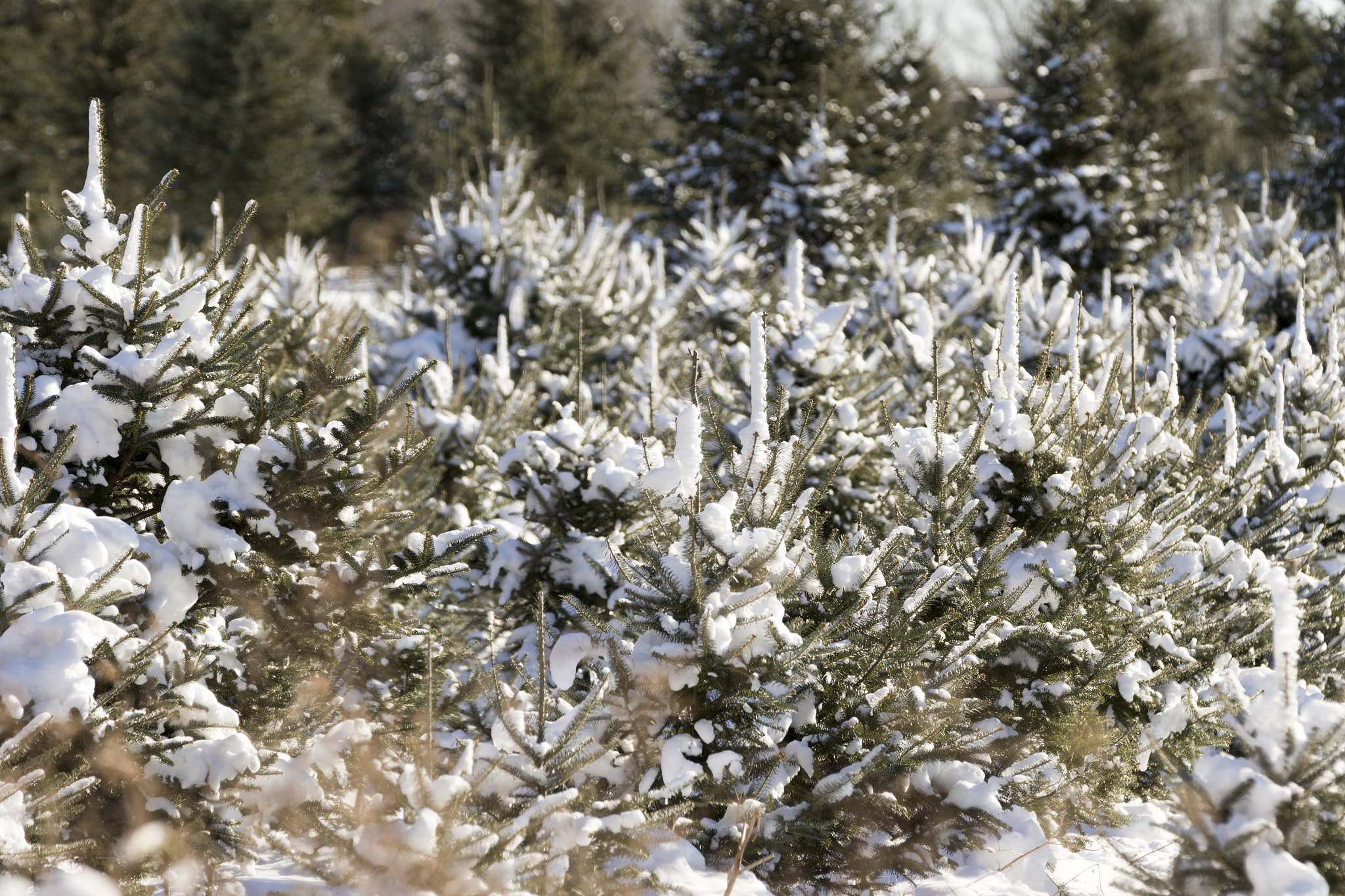 Canon EF 70-200mm F2.8L IS II USM sample photo. Christmas tree forest. photography