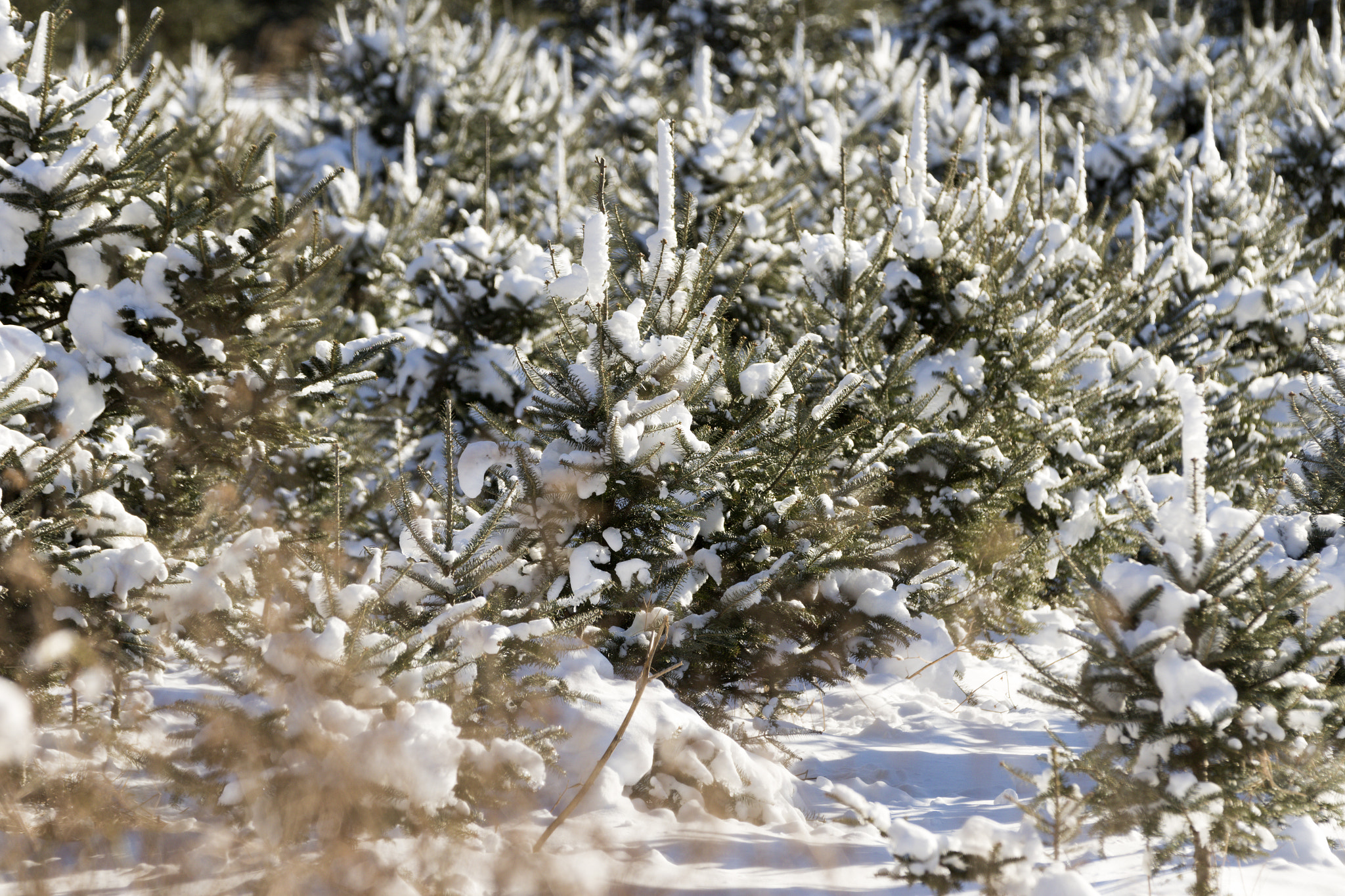 Canon EF 70-200mm F2.8L IS II USM sample photo. Christmas tree forest. photography