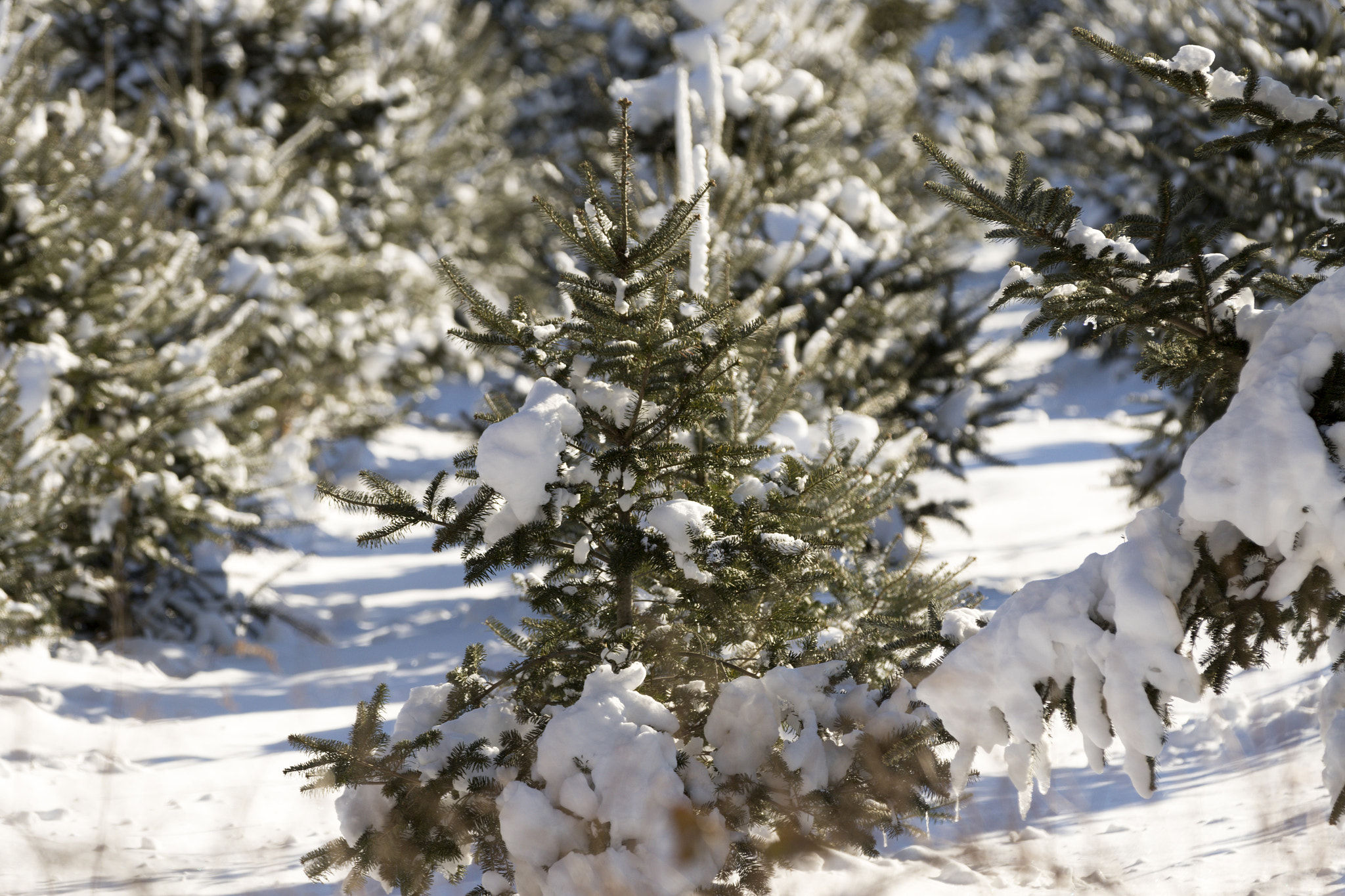 Canon EF 70-200mm F2.8L IS II USM sample photo. Christmas tree forest. photography