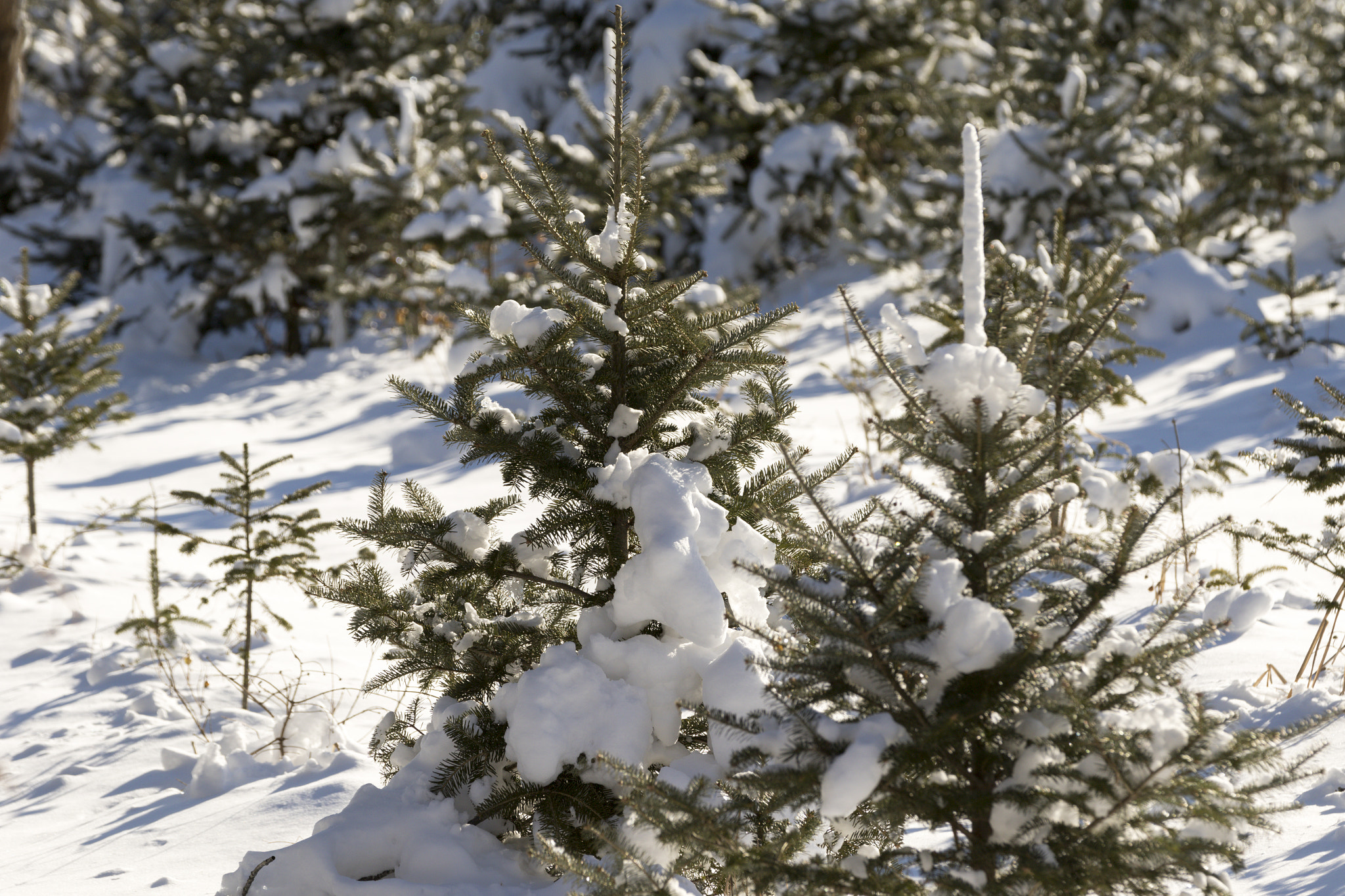 Canon EF 70-200mm F2.8L IS II USM sample photo. Christmas tree forest. photography