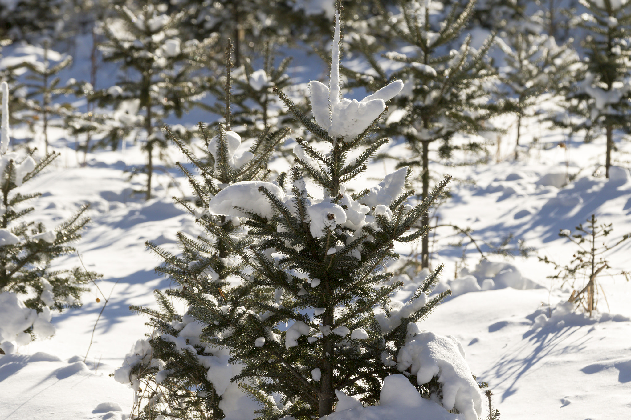 Canon EF 70-200mm F2.8L IS II USM sample photo. Christmas tree forest. photography