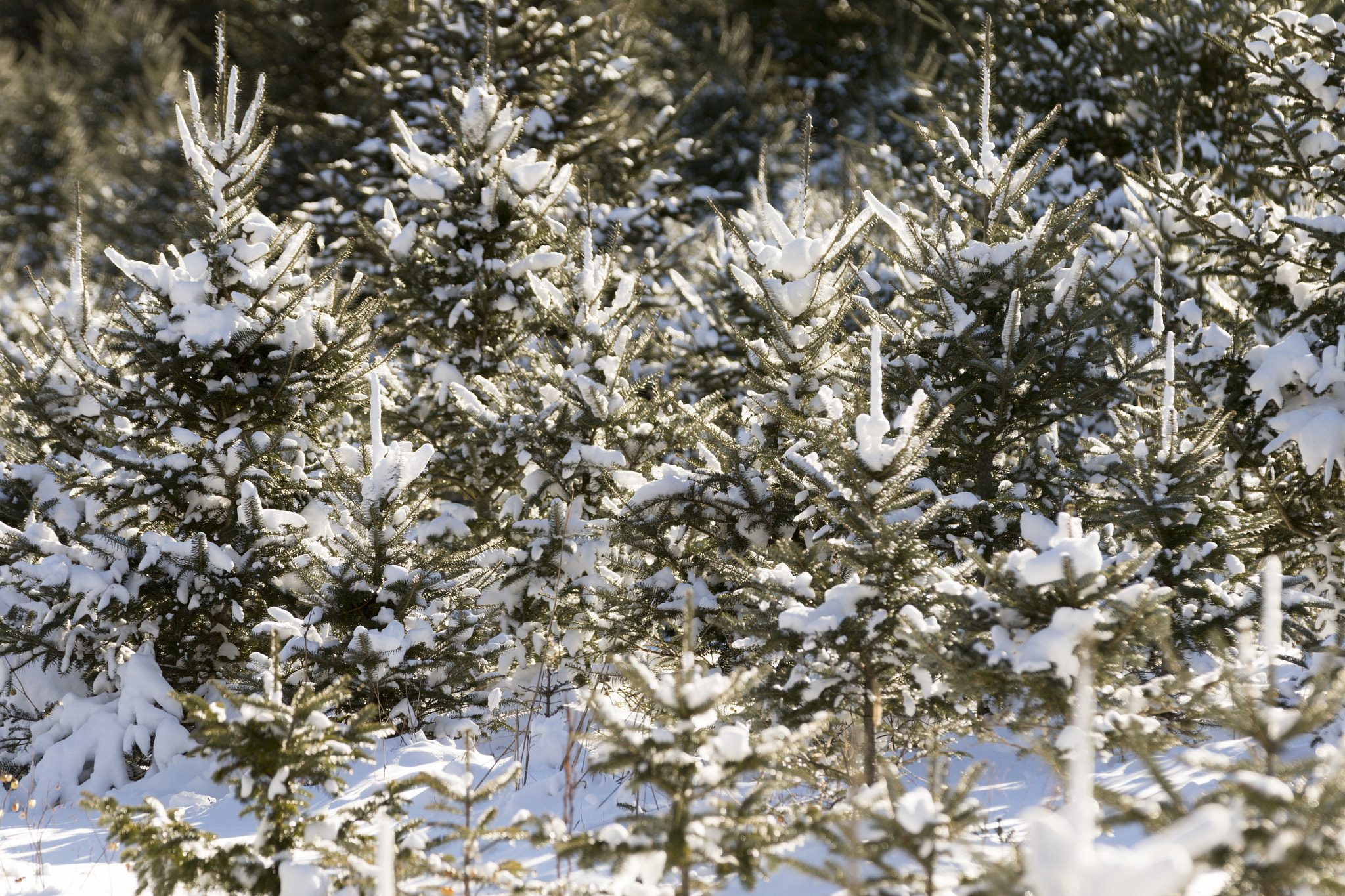 Canon EF 70-200mm F2.8L IS II USM sample photo. Christmas tree forest. photography