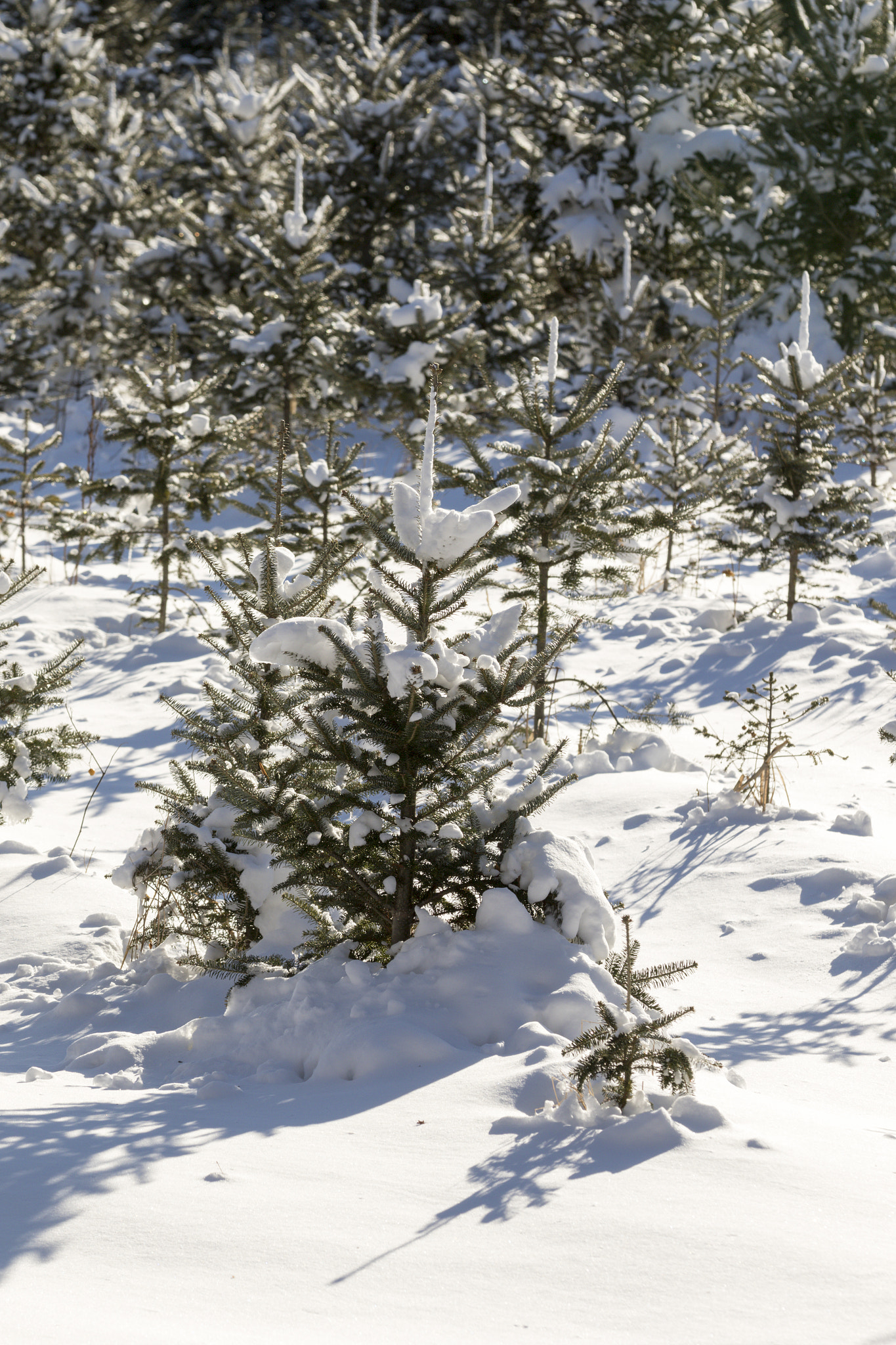 Canon EF 70-200mm F2.8L IS II USM sample photo. Christmas tree forest. photography