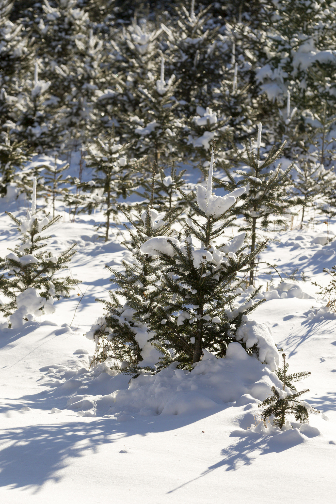 Canon EF 70-200mm F2.8L IS II USM sample photo. Christmas tree forest. photography