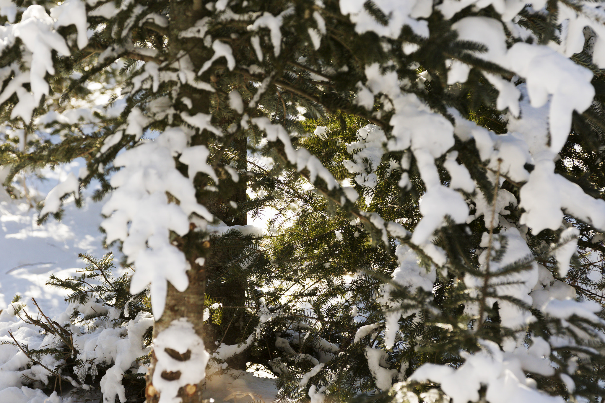 Canon EOS 7D Mark II sample photo. Christmas tree forest. photography