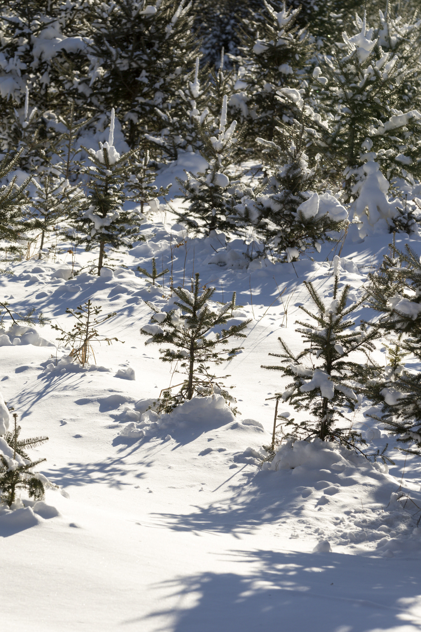 Canon EF 70-200mm F2.8L IS II USM sample photo. Christmas tree forest. photography