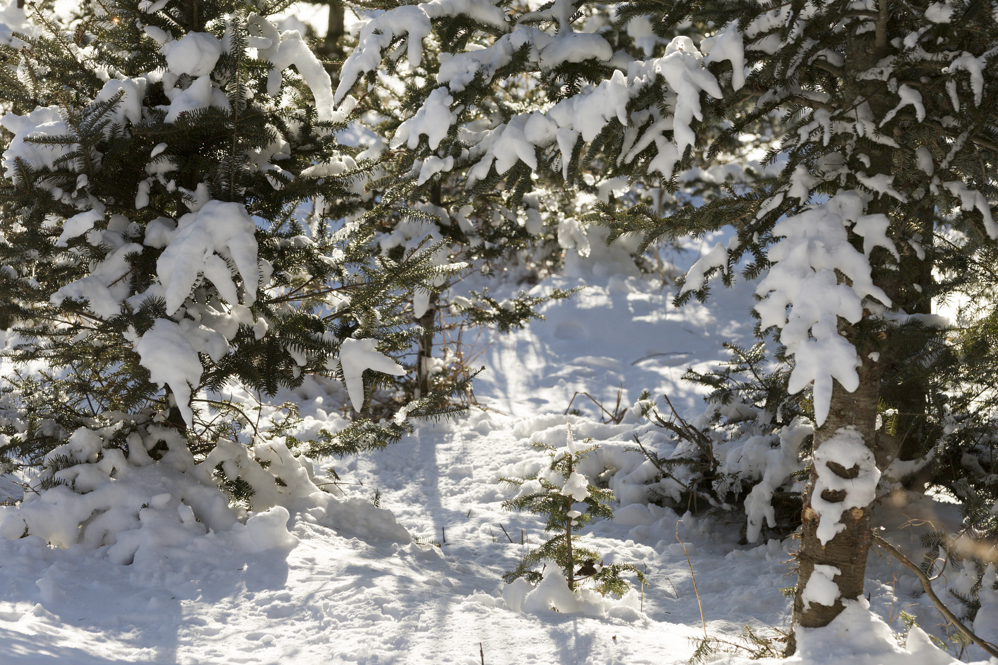Canon EF 70-200mm F2.8L IS II USM sample photo. Christmas tree forest. photography