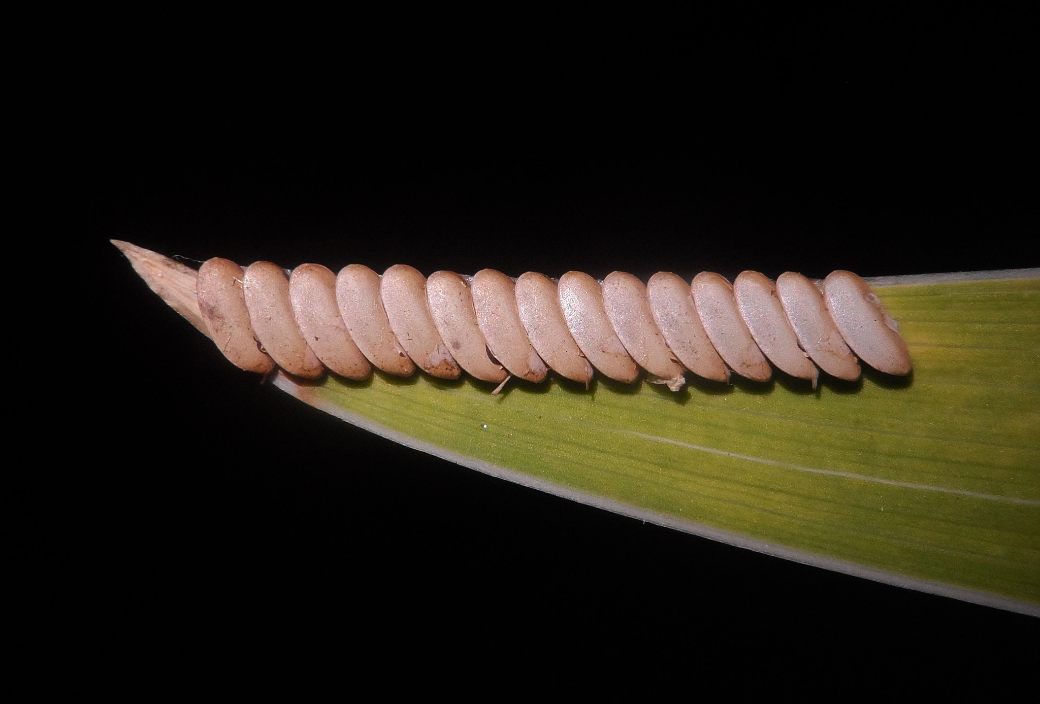 Samsung ST200 / ST200F / ST201 / ST201F / ST205F sample photo. Tettigoniidae eggs photography
