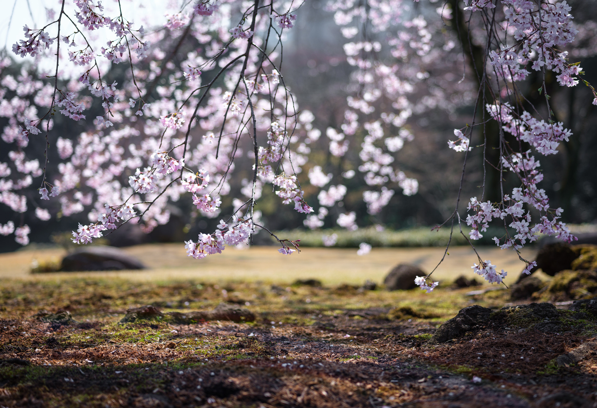 Fujifilm GFX 50S + Fujifilm GF 63mm F2.8 R WR sample photo. Sakura photography