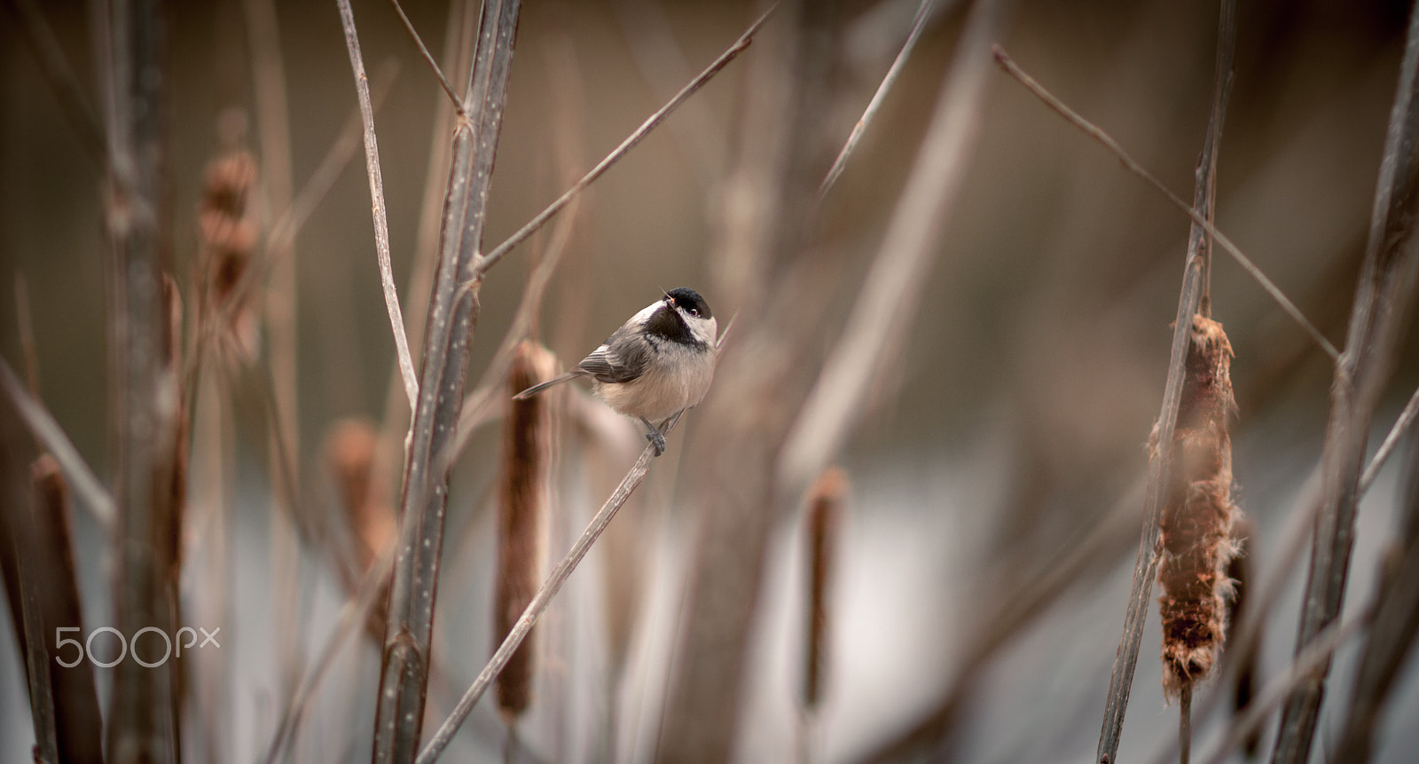 Nikon D90 sample photo. Bird photography