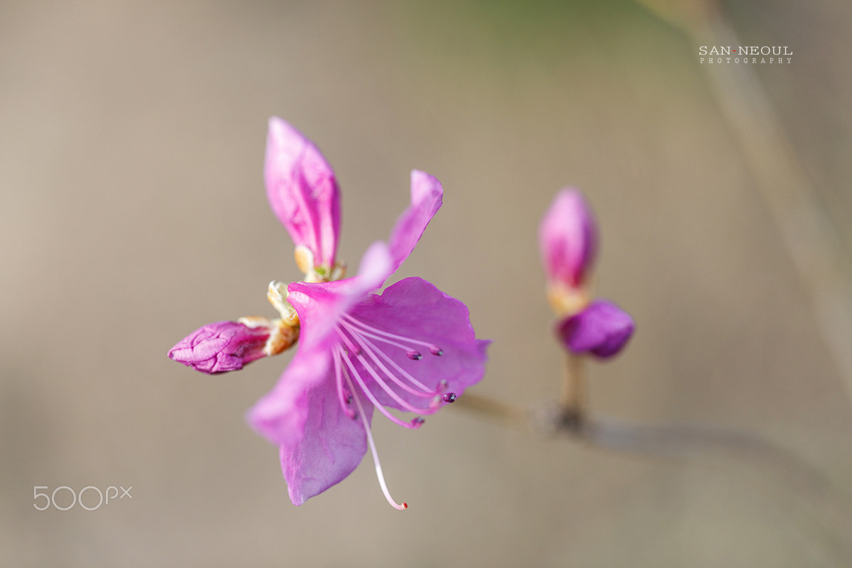Canon EF 100mm F2.8L Macro IS USM sample photo. Azalea photography