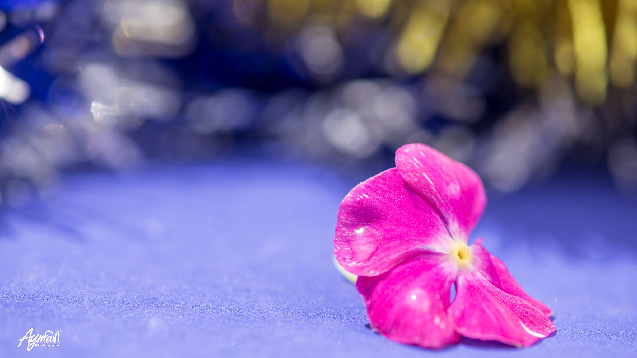 Nikon AF-S Micro-Nikkor 105mm F2.8G IF-ED VR sample photo. Memories photography