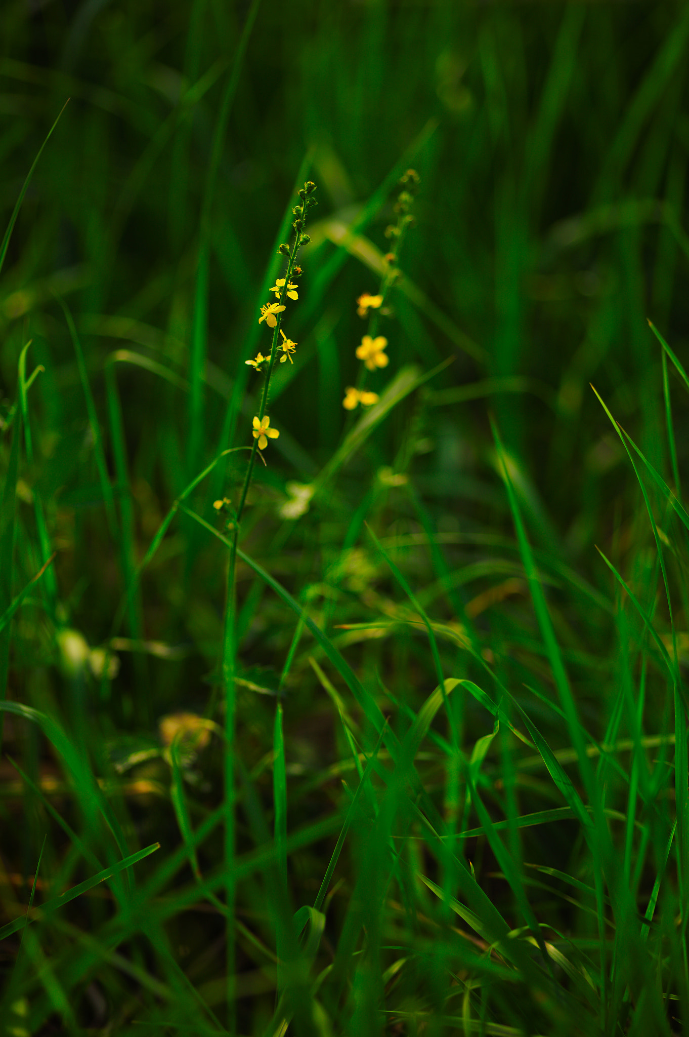 Canon EOS 5D + Sigma 105mm F2.8 EX DG Macro sample photo. Img_3329.jpg photography