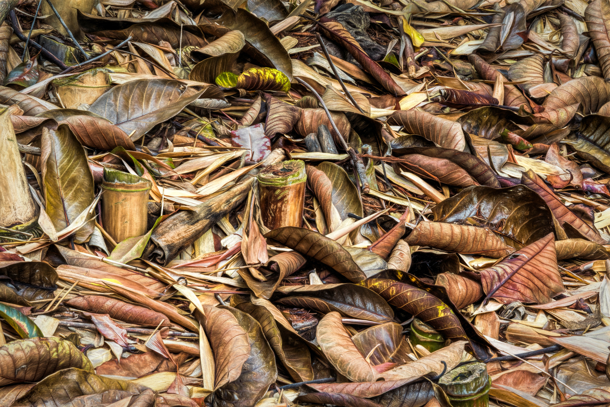 Nikon D810 sample photo. Blanket of leaves photography