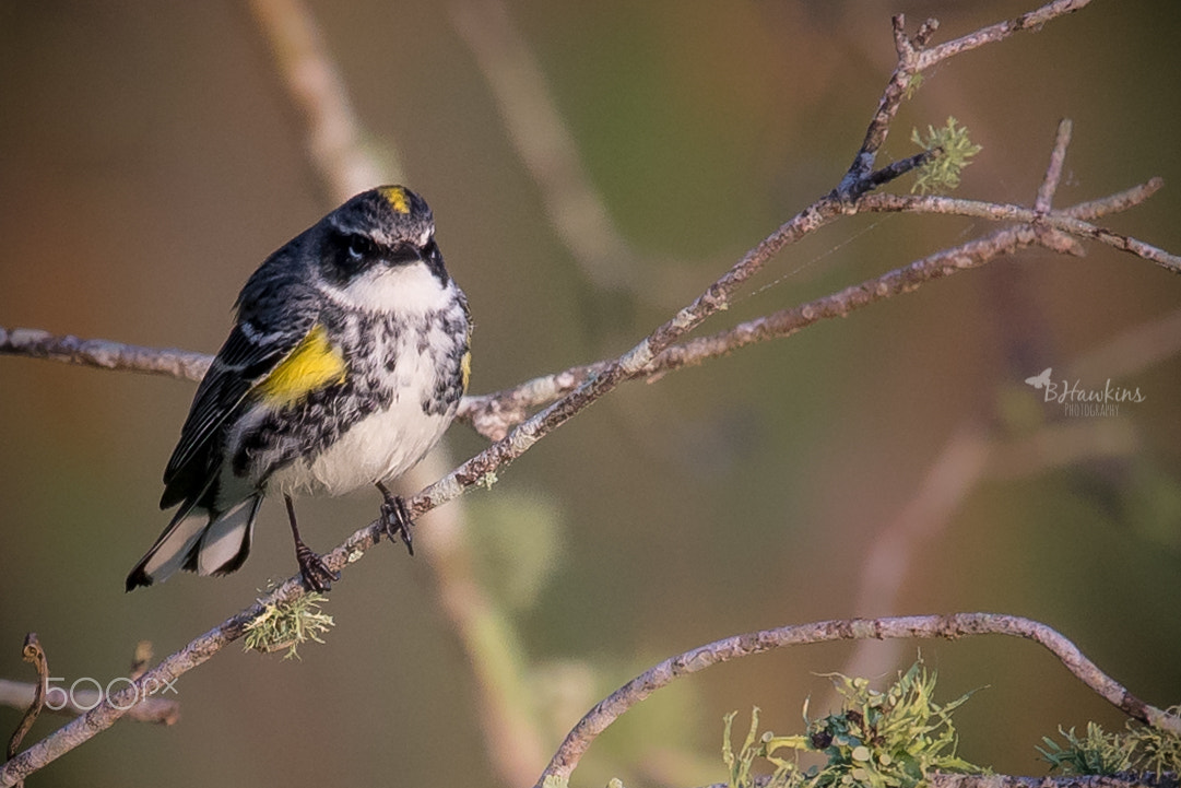Nikon Nikkor AF-S 300mm F4E PF ED VR sample photo. Yellow rumped warbler photography