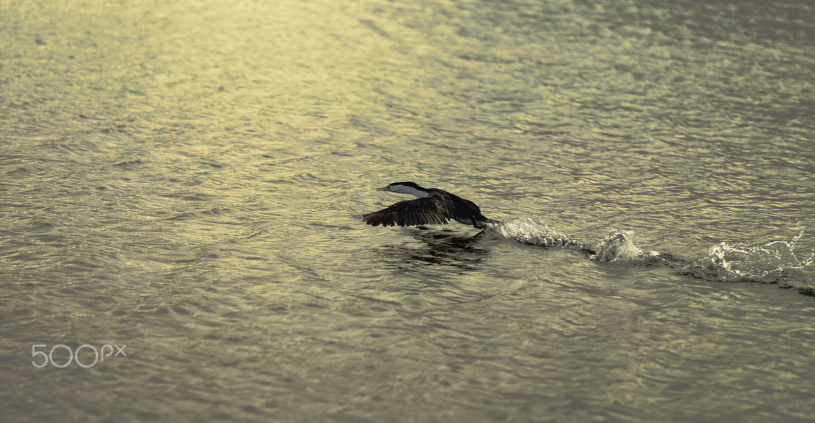 Fujifilm X-T1 + Fujifilm XF 90mm F2 R LM WR sample photo. Taking off photography