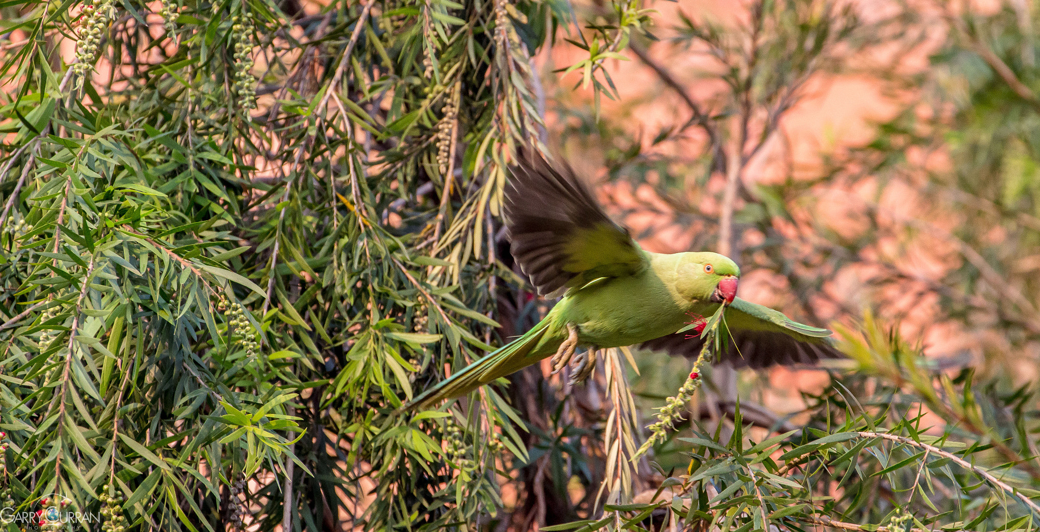 Canon EF 70-300mm F4-5.6L IS USM sample photo. Maybe not a dove! photography