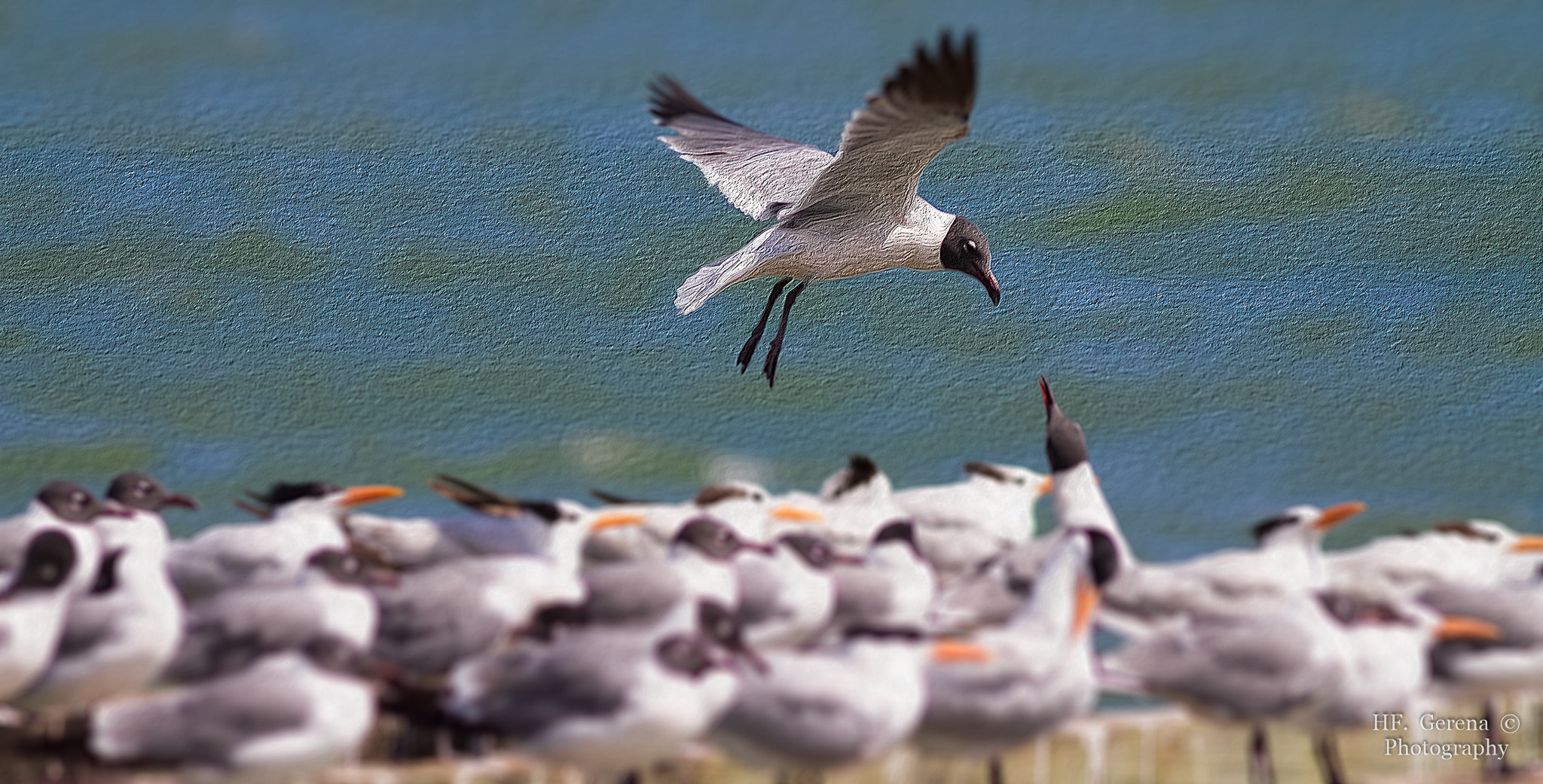 Canon EF 300mm F4L IS USM sample photo. Gallega photography