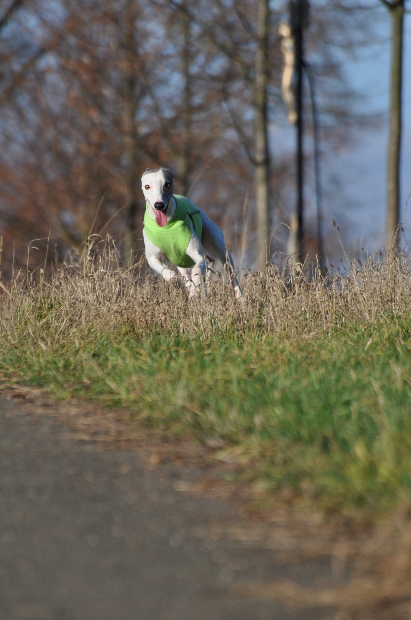 Nikon D90 sample photo. Running  photography