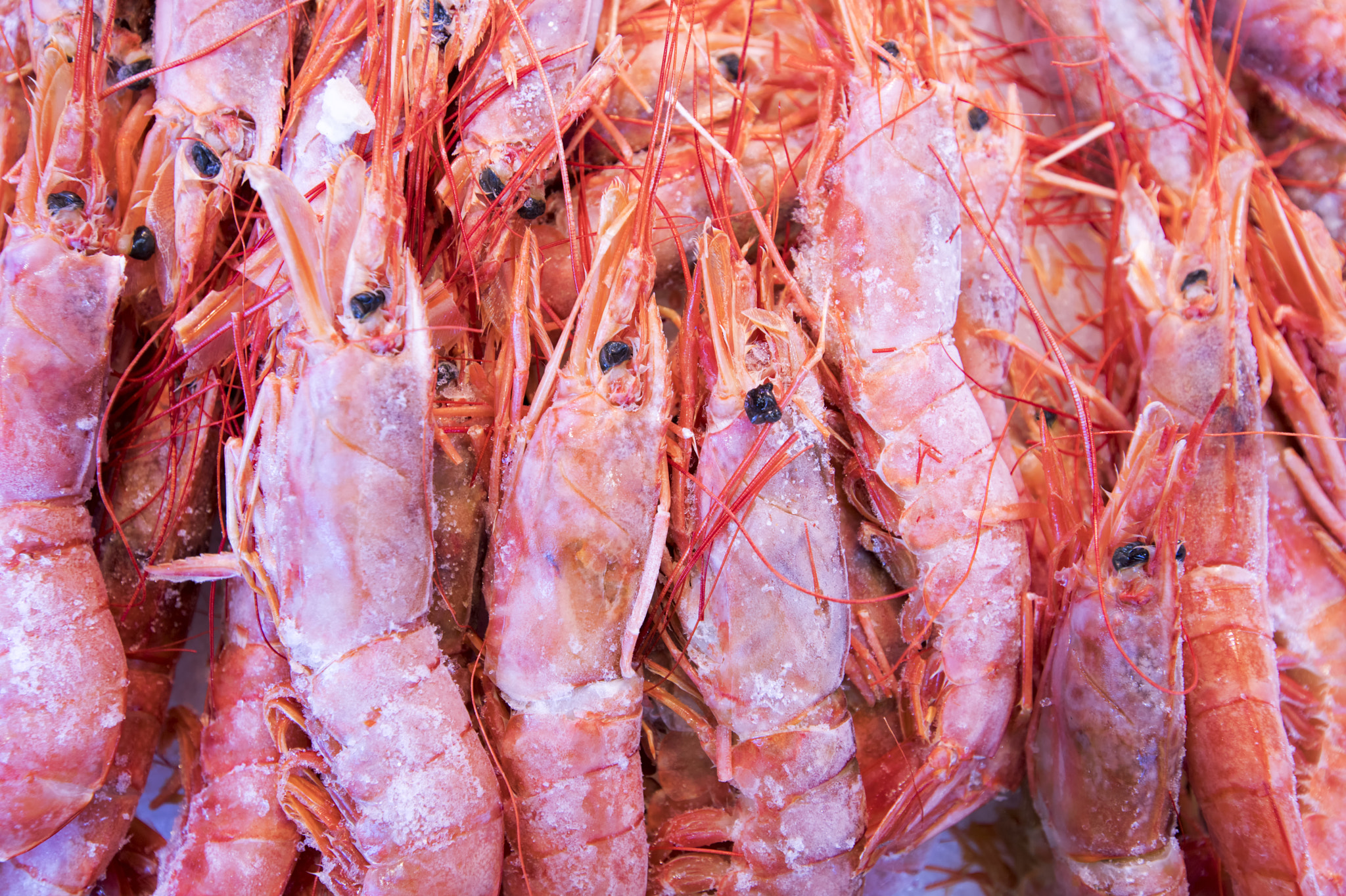 Canon EF 16-35mm F2.8L II USM sample photo. Seafood market. photography