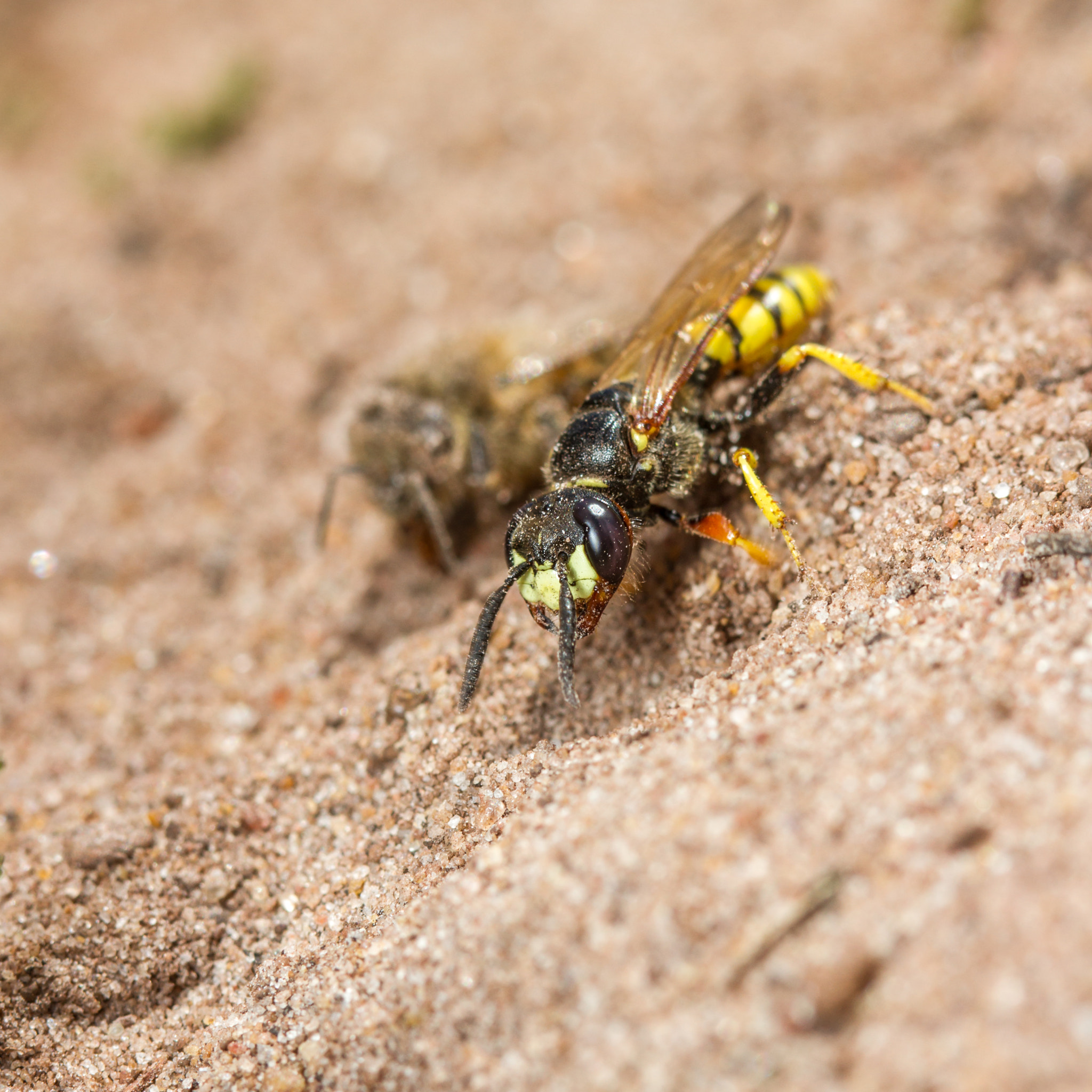 Canon EF 100mm F2.8 Macro USM sample photo