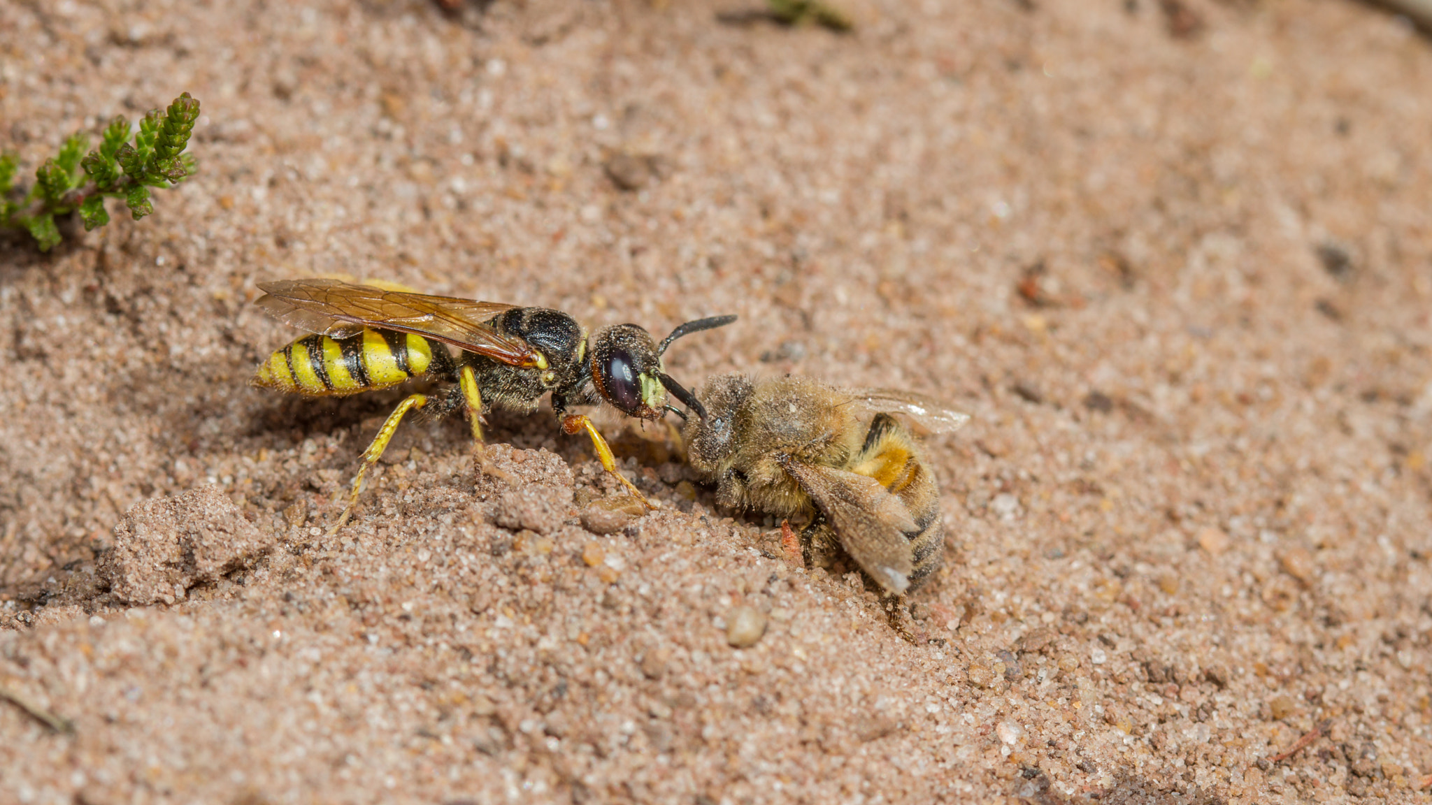 Canon EF 100mm F2.8 Macro USM sample photo