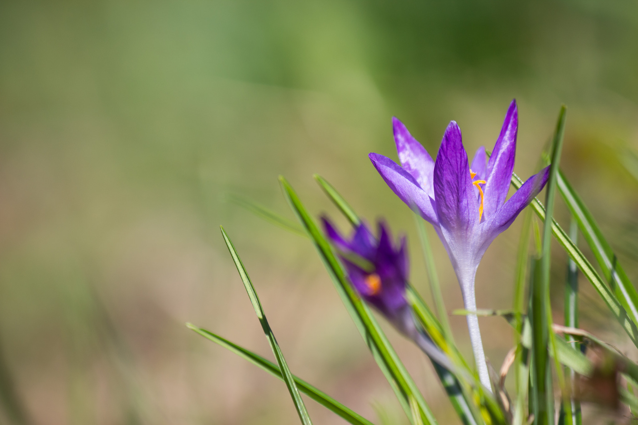 Canon EF-S 55-250mm F4-5.6 IS II sample photo. Crocus photography