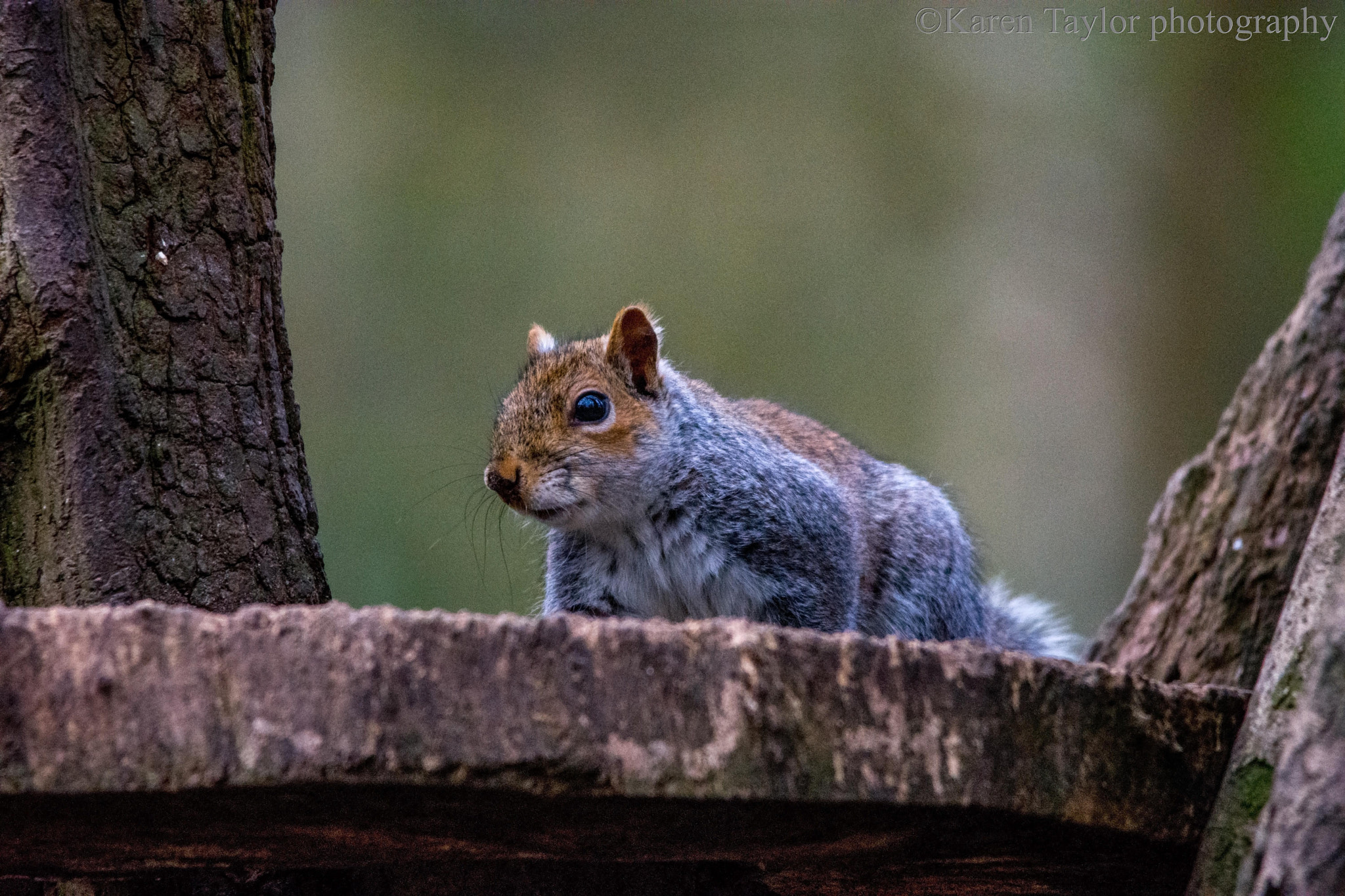 Nikon D7200 + Sigma 150-500mm F5-6.3 DG OS HSM sample photo. Signature squirrel photography