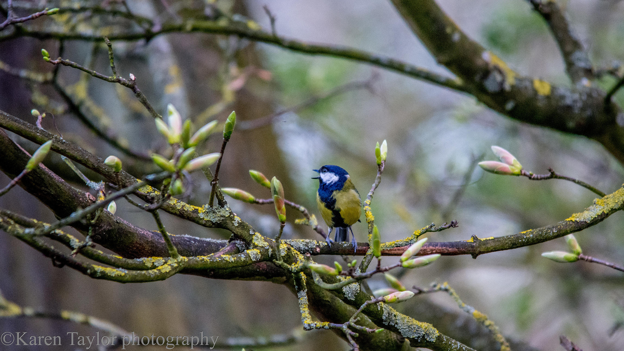 Sigma 150-500mm F5-6.3 DG OS HSM sample photo. Bluetit photography