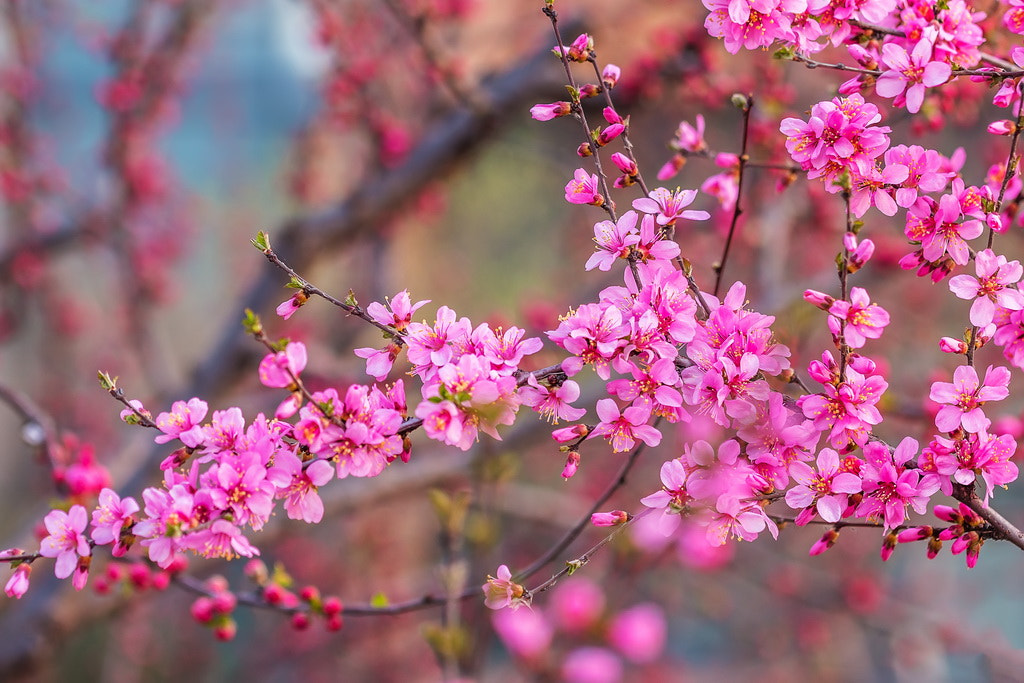 Canon EF 100mm F2.8L Macro IS USM sample photo. A piece of spring photography