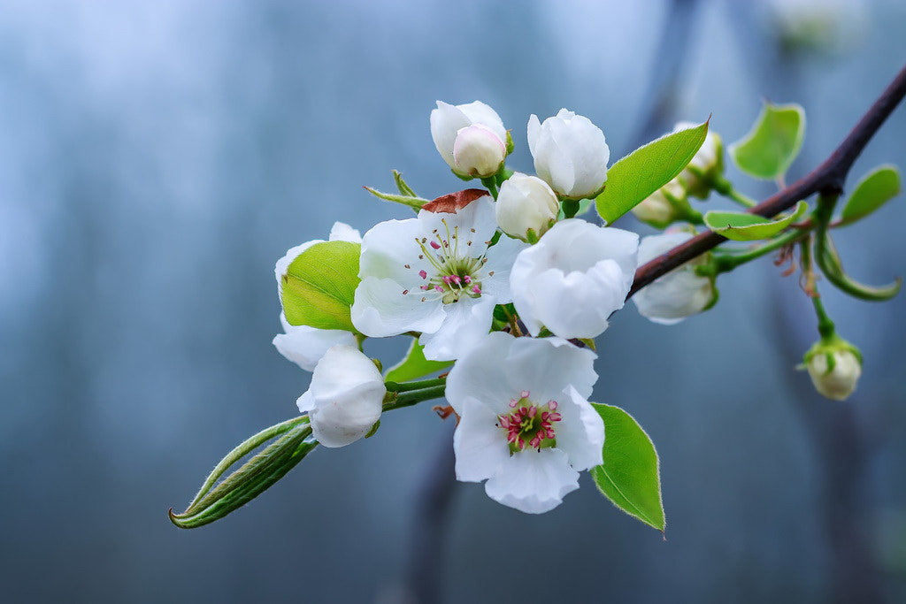Canon EF 100mm F2.8L Macro IS USM sample photo. Pear flowers photography