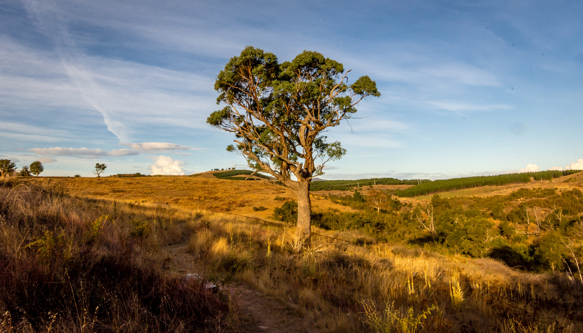 Nikon D7200 + Sigma 10-20mm F3.5 EX DC HSM sample photo. Lone tree photography