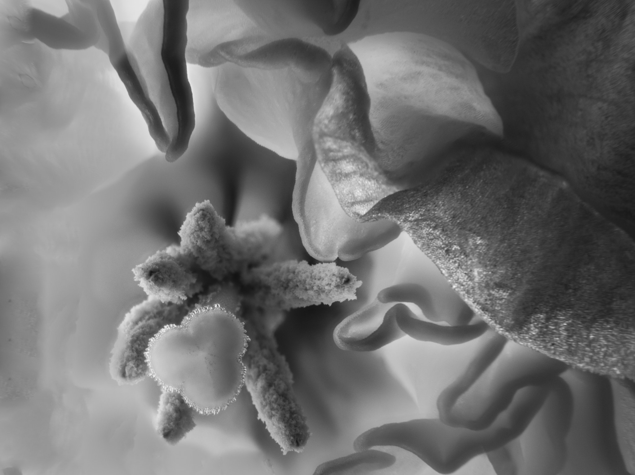 Olympus OM-D E-M5 sample photo. Daffodil stamen photography
