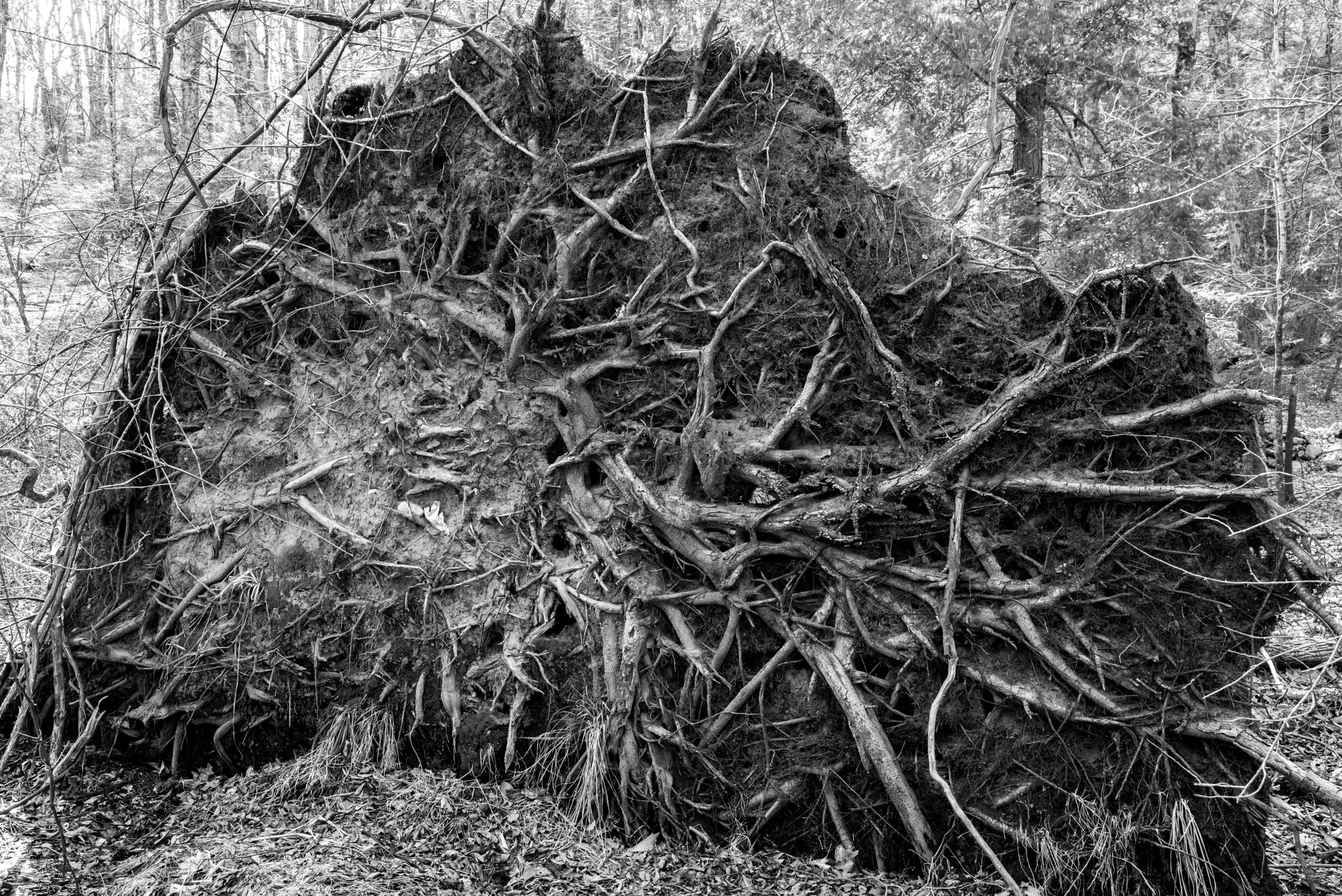 Pentax K-1 + Sigma 35mm F1.4 DG HSM Art sample photo. Roots of fallen tree photography