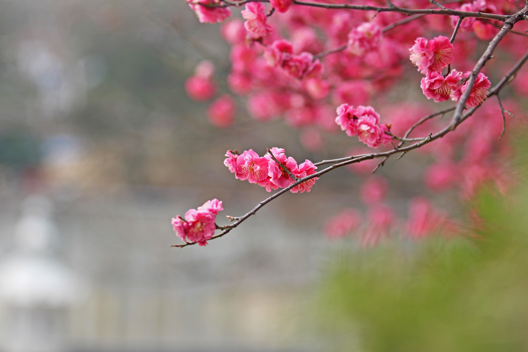 Canon EOS 700D (EOS Rebel T5i / EOS Kiss X7i) + Canon EF 70-200mm F2.8L USM sample photo. 홍매화 red plum blossom 红梅花 photography