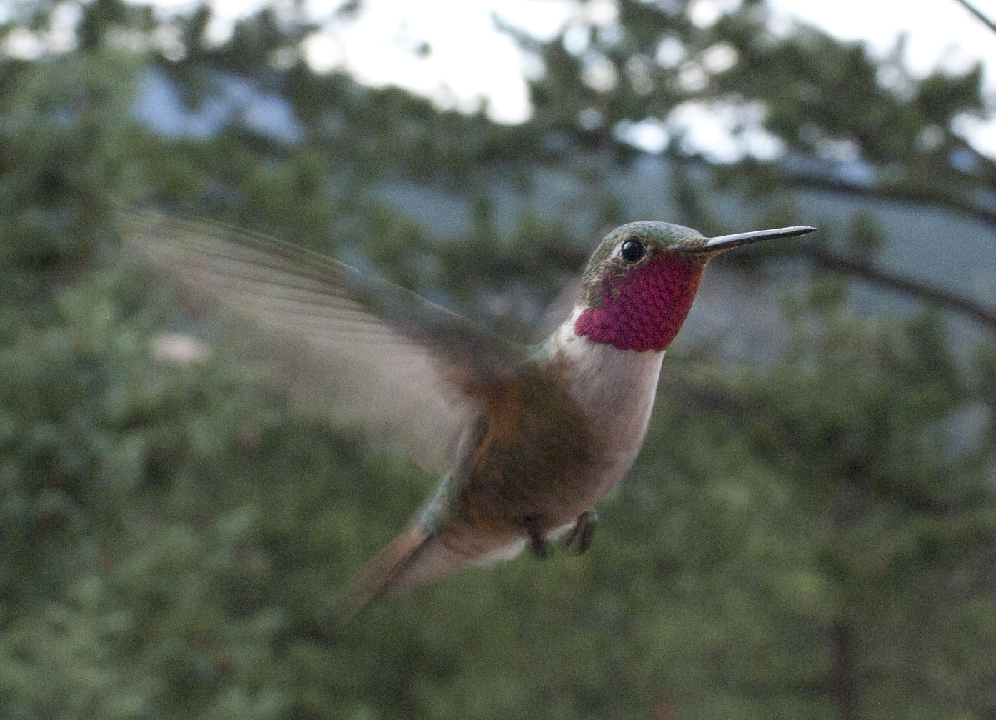 Pentax K10D sample photo. Ruby throated flying photography