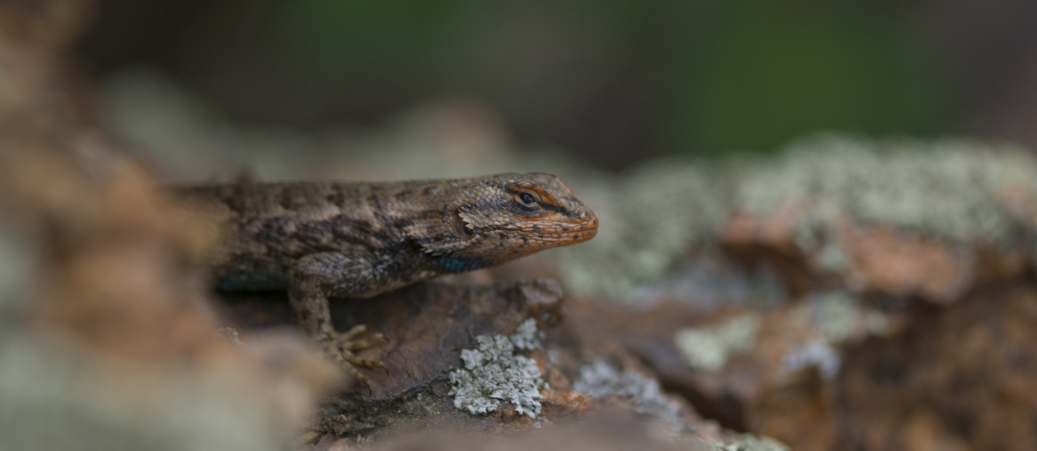 Pentax K10D sample photo. Lizard photography