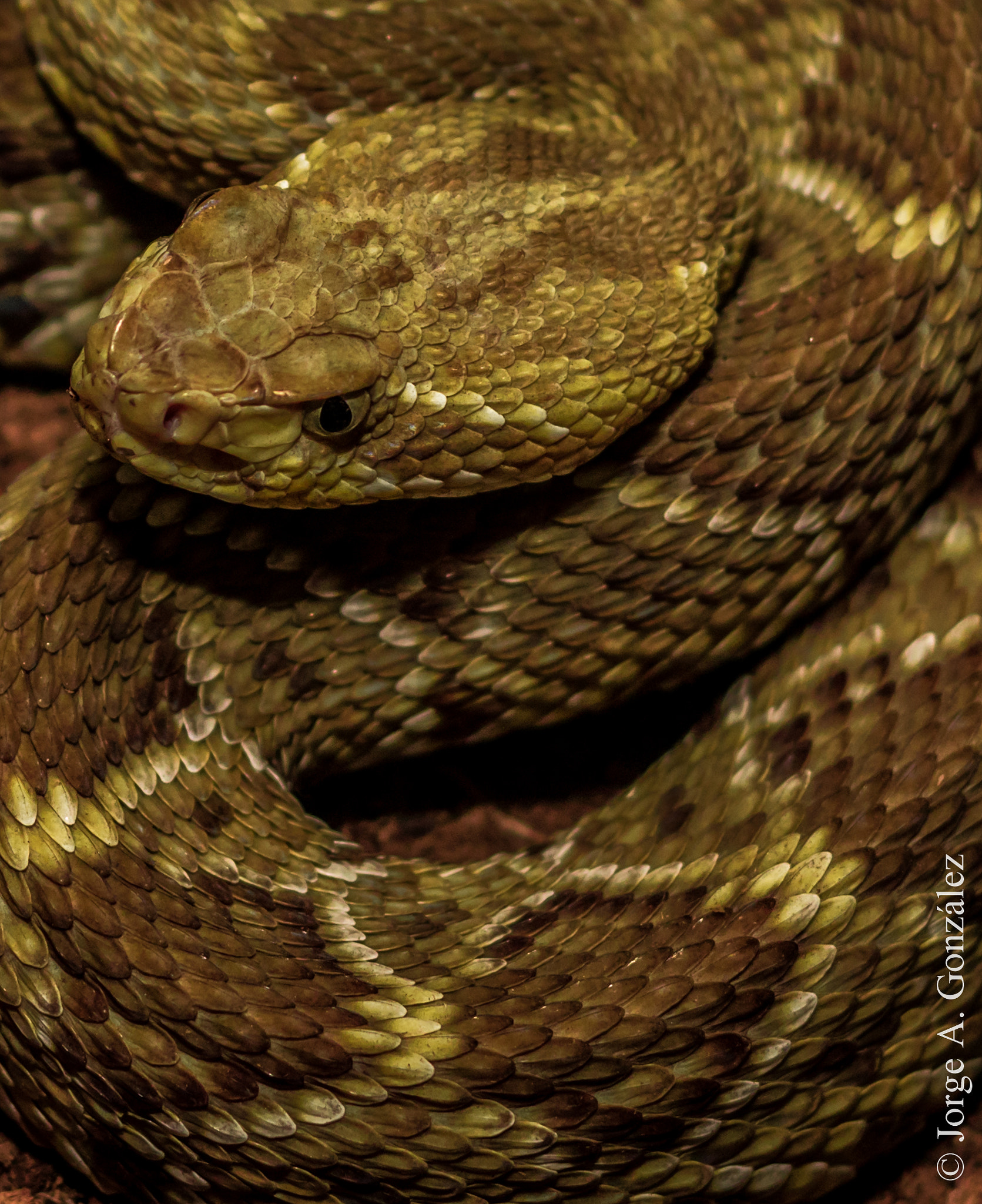 Canon EF 50mm F1.8 II sample photo. Rattlesnake photography