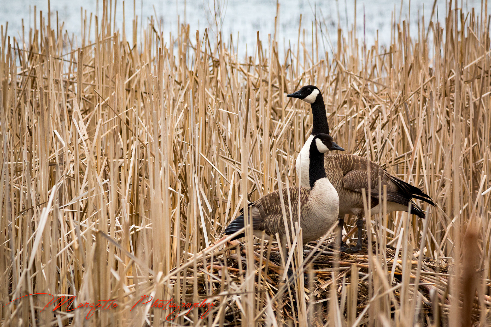 Canon EF-S 55-250mm F4-5.6 IS II sample photo. Mimetic duo photography